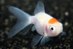 Red Cap Sluier